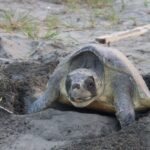 Nacimiento y conservación de tortugas