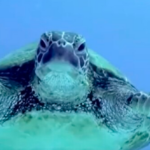 Crean sopa de tortuga marina con IA para hacer conciencia y salvar a la especie en peligro de extinción