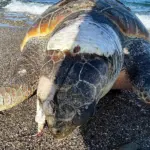 Aparecen tres tortugas marinas y un delfín muertos en las playas de España