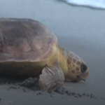 Después de rehabilitarse en Florida, dos tortugas bobas heridas vuelven al mar